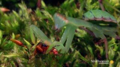 Mantis feels the burn from a Bombardier Beetle.