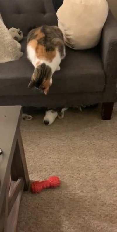 You can run but you can't hide