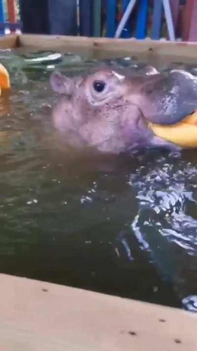 Hungry hungry baby hippos getting fed. Shame they have to grow up and try to murder everything that moves 