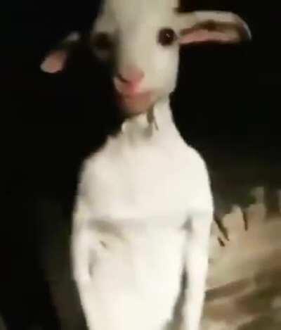 My goat is not working