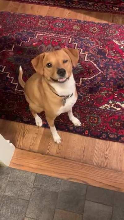 Dog broke when I gave her a tiny shmear of triple cream cheese. Girl has good taste.