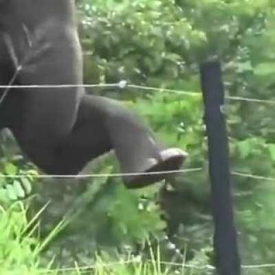 This intelligent elephant has figured out a way to deal with the electric fence
