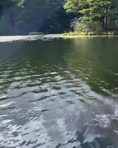 Sabrina carpenter skinny dip tease