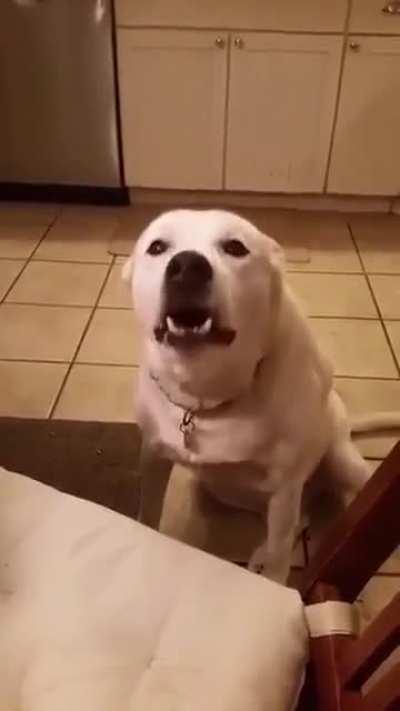 Doggo want say something
