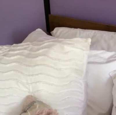 Murder floof : Defender of the pillows