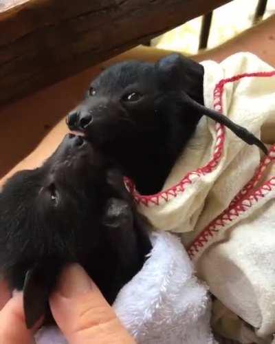 2 bats kissing each other