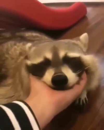 Pet the raccoon