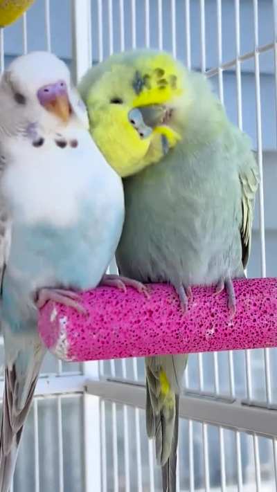 Relaxing on the edge, toes touching with your wife, getting a scalp massage. Doesn’t get much better than that 😂