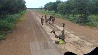 If you lie on the ground and move your arms and legs, the emus will approach out of curiosity.