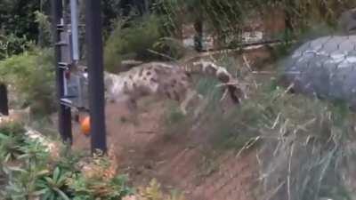 Predator preparing to attack