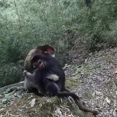 Monkeys being bros.....