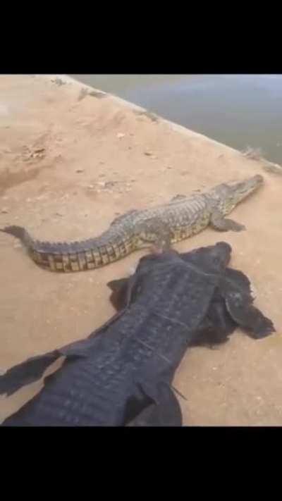 That guy has balls of steel 😅