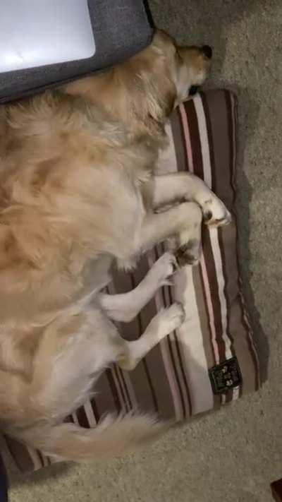 Wagged himself awake