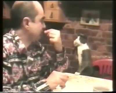 Cats sign language abilities are out of this world