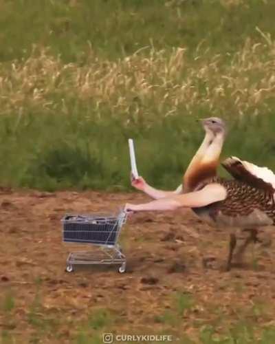 Os pássaros evoluiram