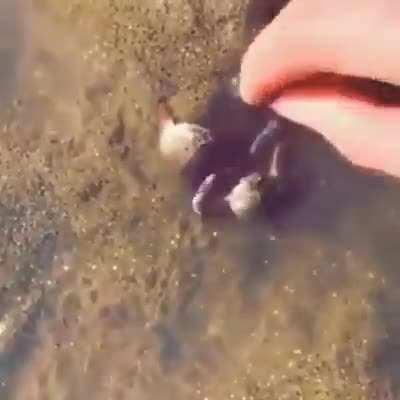 The little crab protects his friend from a human being by hugging him