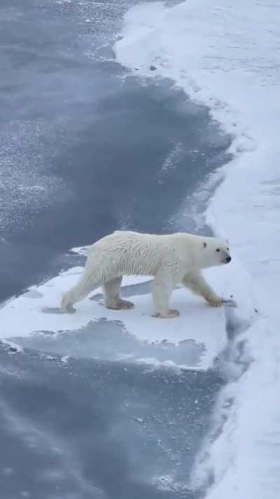 A polar bear crossing over thin ice