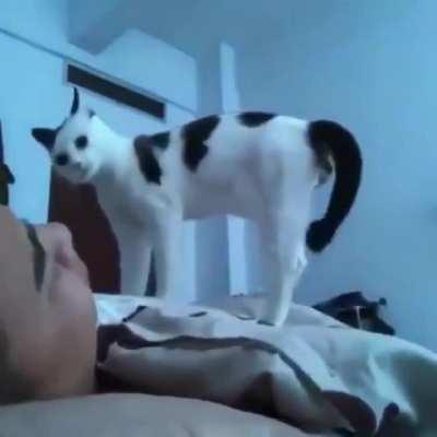 Well..would you look at that darn cat