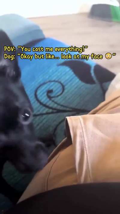 hilarious doggo moments