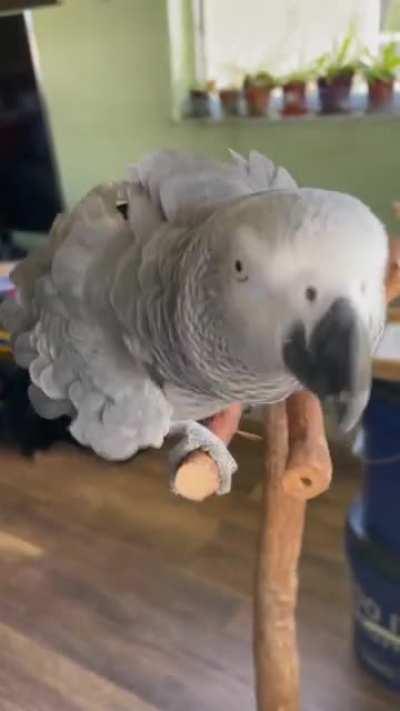 Apollo does his dance then yawn