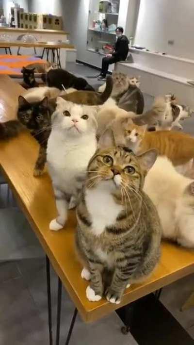 Cat cafe!