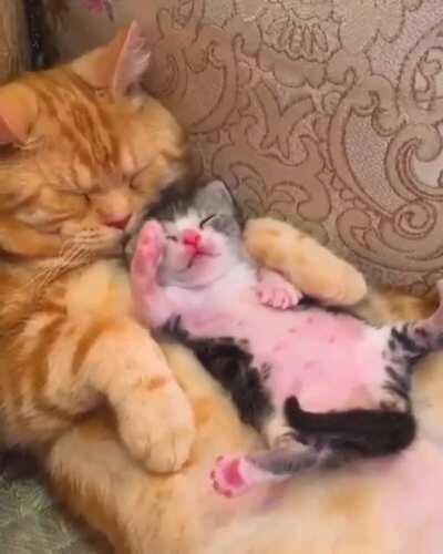 Napping Cuteness 😻