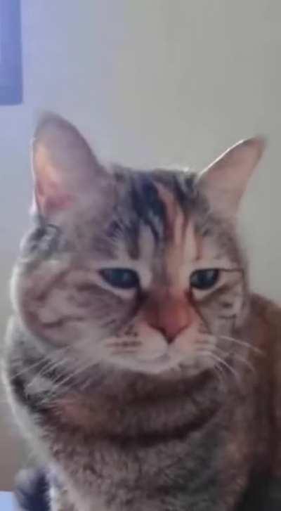 Practically pleading to be pet