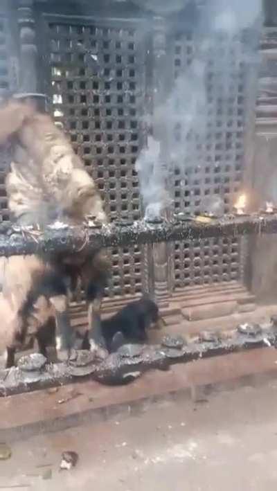 Goat in Nepal inhaling and exhaling smoke