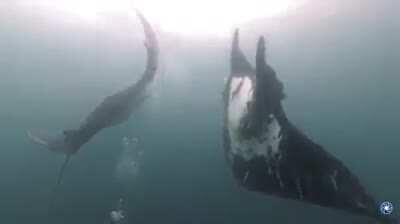 🔥 A pair of massive Manta Rays 🔥