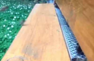 slow motion of the bees