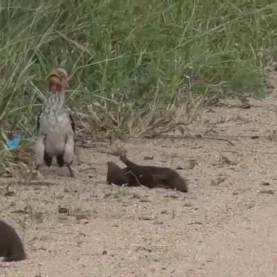 Оскар этому господину в шубе
