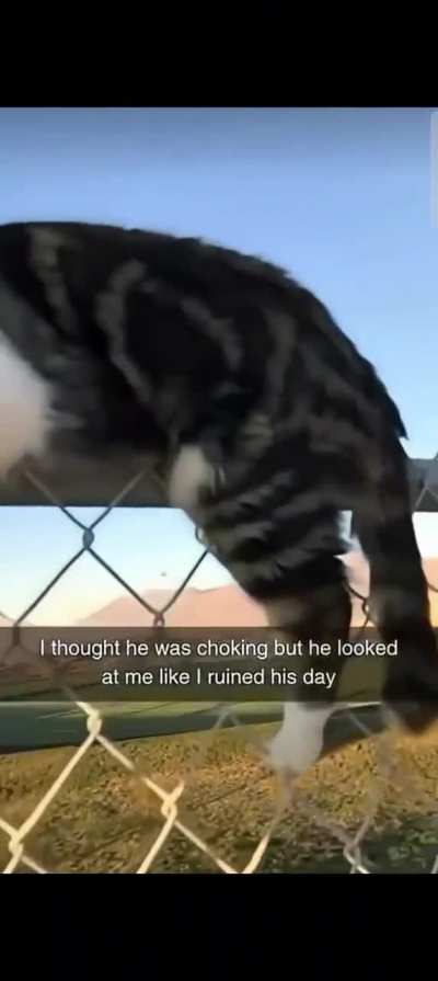 How a normal cat becomes orange