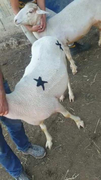 Shqiptarja goat no.1🐐🇦🇱