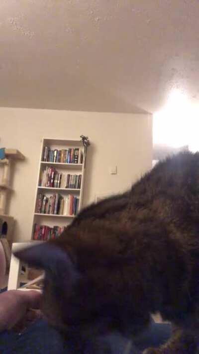 Everyone enjoyed her asking me for pets, now here’s me asking her for taps