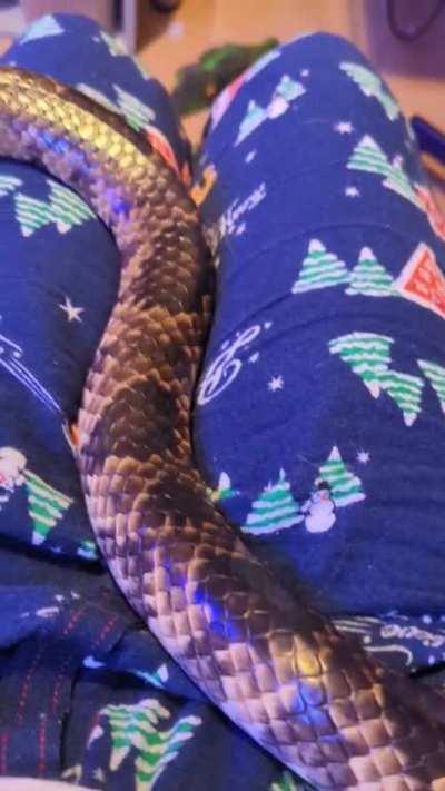 My false water cobra is missing and I can't find him anywhere ;)