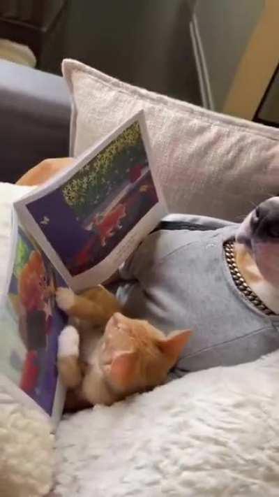 dog reading book