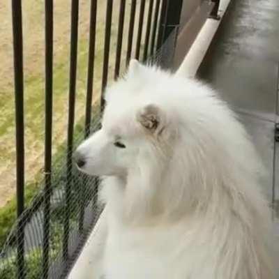 Howl do you like my singing?