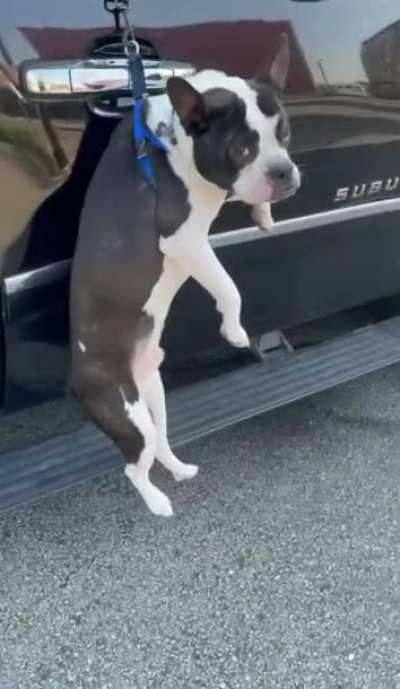 Doggo tested his seatbelt