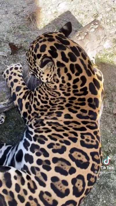 Jaguars try catnip for the very first time, a cat is a cat regardless of the size.