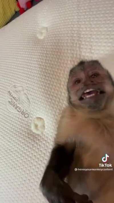 Monkey in diapers is happy with his new bed.