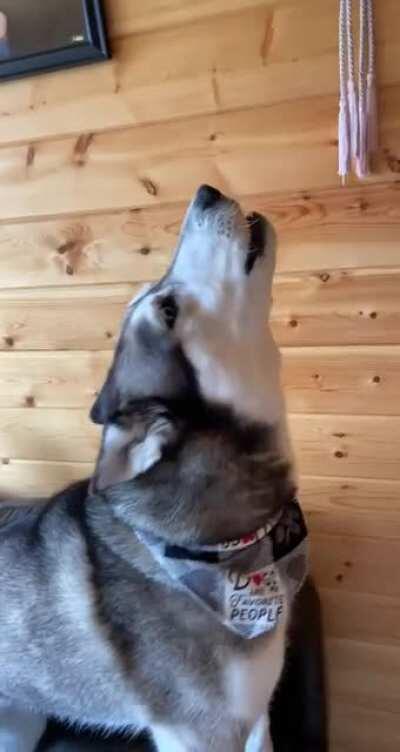 My bulldog has been practicing how to howl like her older brother for years