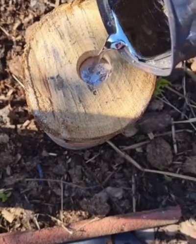 Pouring molten metal in a tree stump