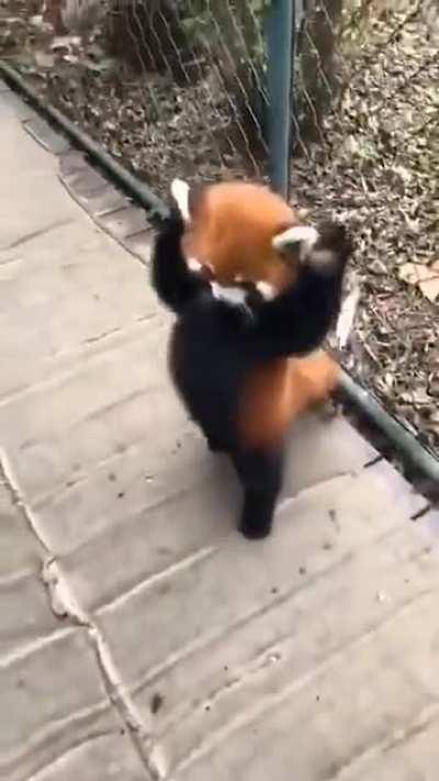 to look more intimidating.