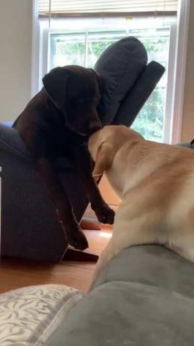 Boops to initiate playtime!