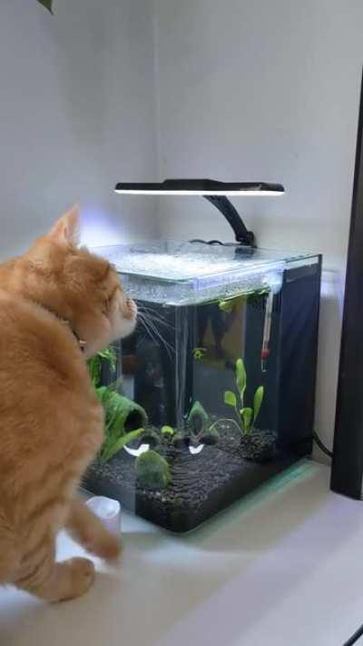 Catculating the refractive index of water