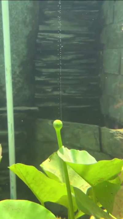 Oxygen production of a plant visible in water.