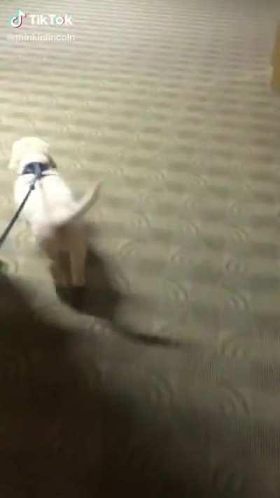 Dog learning how to walk