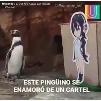 terrible virgo, seguro es frances