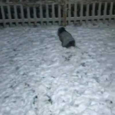 Look Hooman its SNOWING!