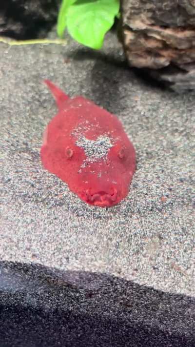 Tucked in for bed time